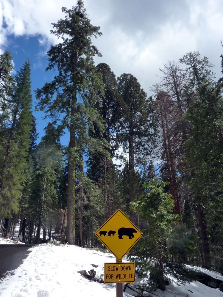 Sequoia parc(54).JPG